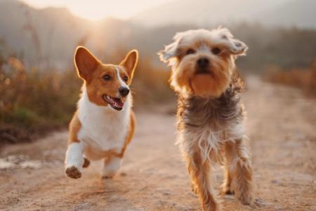 Talleres y terapias caninas en Can Dalemus